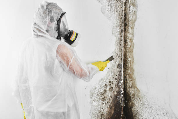 Best Basement Mold Remediation in Montvale, NJ