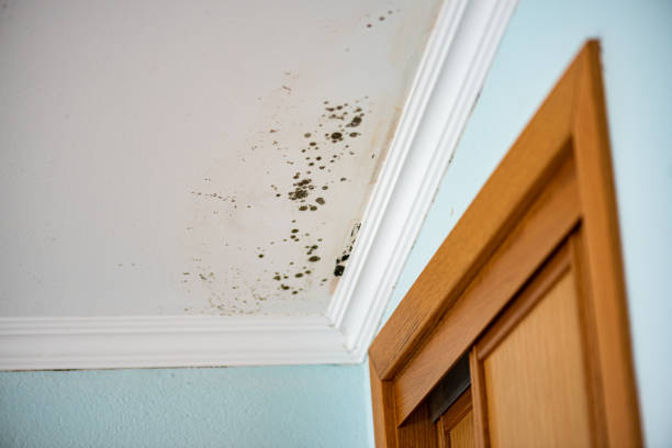 Best Crawl Space Mold Remediation in Montvale, NJ