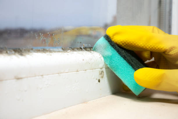 Best Localized Mold Remediation (e.g., coastal areas, humid climates) in Montvale, NJ