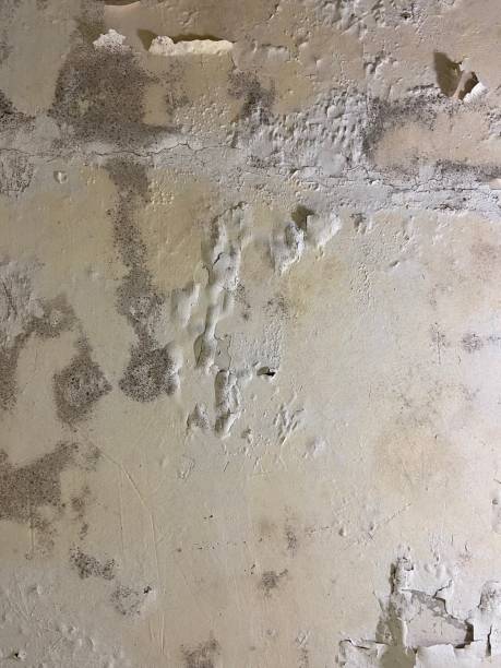Best Commercial Mold Remediation in Montvale, NJ