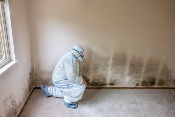 Best Insurance-Related Mold Remediation in Montvale, NJ