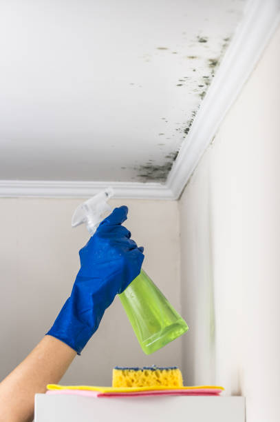 Best Residential Mold Remediation in Montvale, NJ